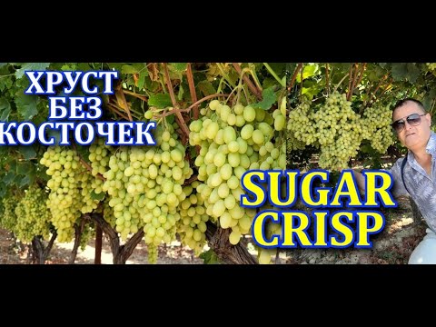 Видео: Sugar Crisp обзор.mp4