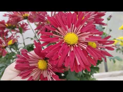 Видео: Хризантема "Вересневый биссер"