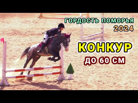 Видео: Конкур с высотой препятствий до 60 см - Гордость Поморья 2024