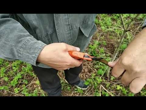 Видео: Перещеплення волоського горіха (vaccination nut)