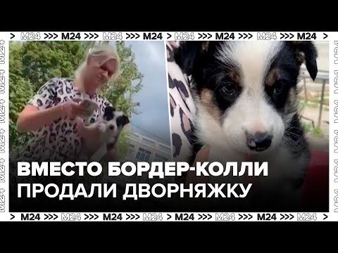 Видео: Москвичка купила дворняжку под видом бордер-колли - Москва 24