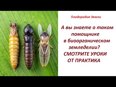 Видео: Муха Черная Львинка Уроки от практика 1часть №653/24