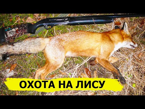 Видео: Охота на лису. В поисках охотничьих трофеев. (Охотник и рыболов)