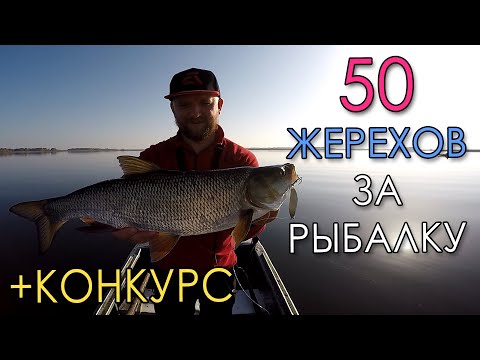 Видео: КАК ПОЙМАТЬ 50 ЖЕРЕХОВ ЗА РЫБАЛКУ?! Ловля жереха на спиннинг +КОНКУРС!