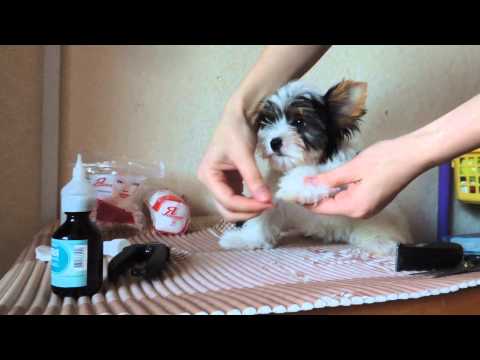 Видео: Уход за щенком бивером или йорком: гигиенические процедуры