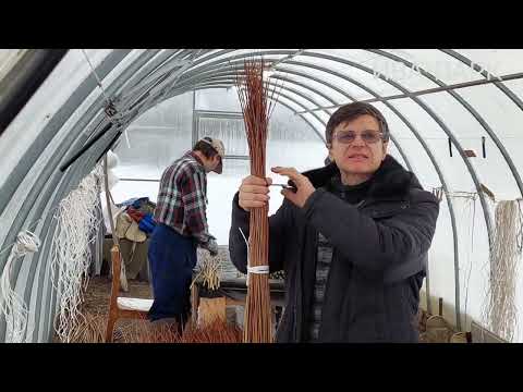 Видео: ПРУТ ИВЫ. МЫ ЗА КАЧЕСТВО!