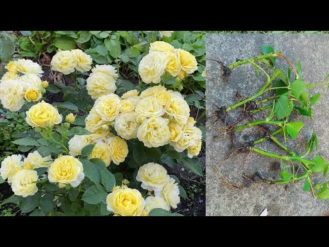 Видео: Черенкую розы летом в открытый грунт