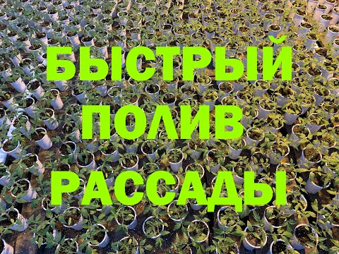 Видео: БЫСТРЫЙ ПОЛИВ РАССАДЫ