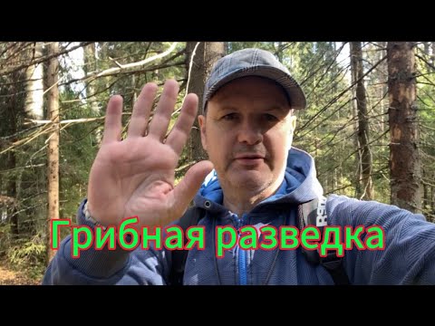 Видео: Грибная разведка новых мест. #mushroom #подосиновик #грибалка #влеспогрибы #боровики #природа