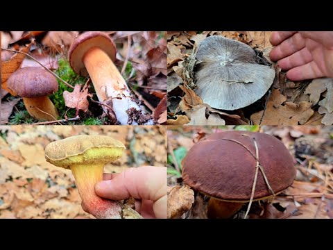 Видео: 8 ноября 2025 г. Что нашёл Ваня?) Мне тоже везёт) есть ли белые грибы?