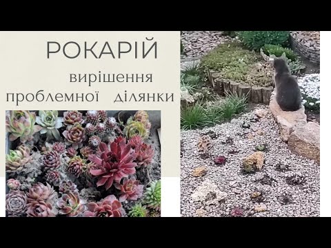 Видео: Квітування флоксів , створення рокарію вирішення проблеми