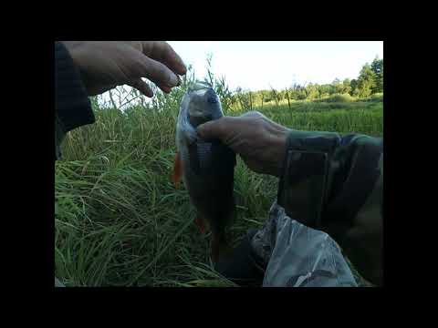 Видео: Рыбалка. Ловля на боковой кивок. Окуней - горбачей. 2020.