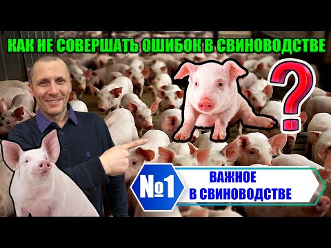 Видео: 🔵№1 Выращивание свиней в домашних условиях/Советы для начинающих свиноводов✅