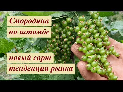 Видео: О формировке смородины на штамбе