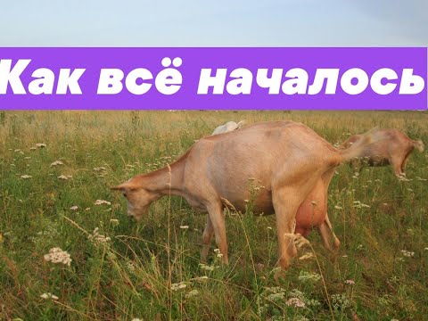 Видео: ИСТОРИЯ МОЕГО КОЗОВОДСТВА. От начала и по сей день.