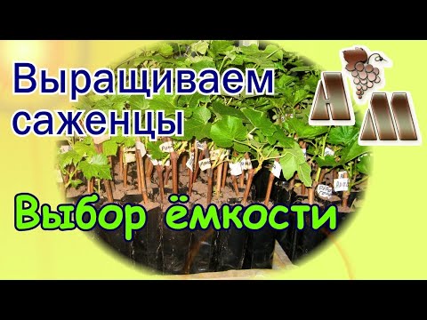 Видео: 🍇 Ёмкости (контейнеры) для выращивания саженцев винограда - 1. Как выбрать?