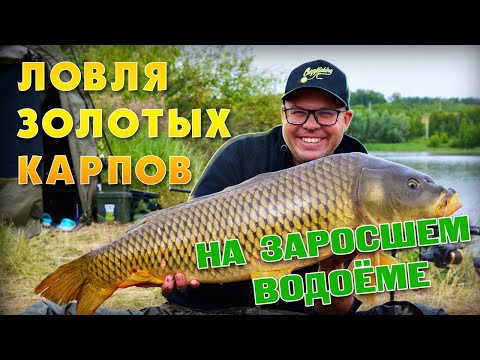 Видео: Ловля золотых карпов на заросшем водоёме.
