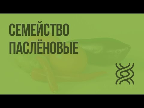 Видео: Паслёновые. Видеоурок по биологии 6 класс