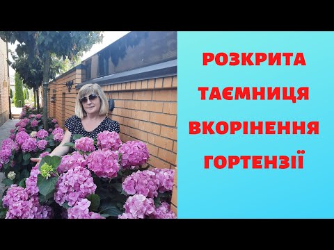 Видео: РОЗКРИТА ТАЄМНИЦЯ ВКОРІНЕННЯ ГОРТЕНЗІЇ !