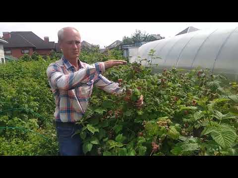 Видео: Пшехиба - сорт, который Вас удивит