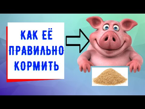 Видео: Кормление холостых и супоросных свиноматок 1/2