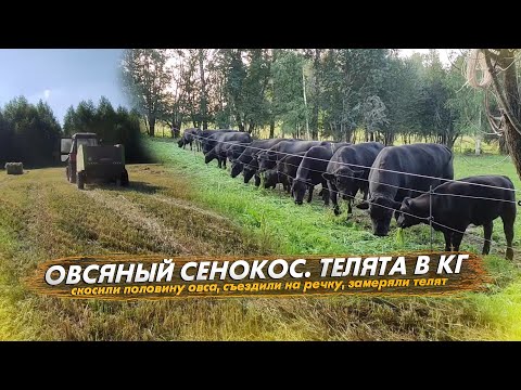 Видео: Овсяный сенокос №1. Съездили на речку. Сколько весят телята в 4-5 месяцев
