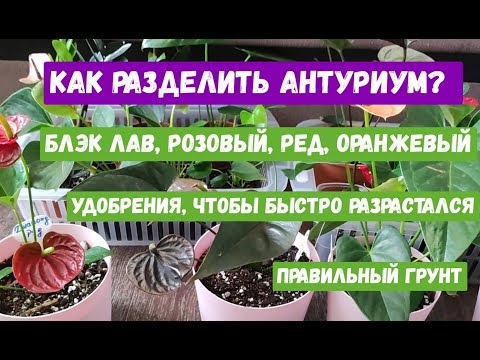 Видео: АНТУРИУМ. Пересадка и деление Антуриума, правильный грунт. Удобрения для Антуриума, полив