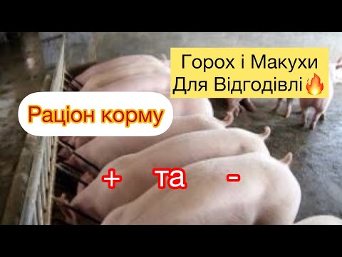 Видео: Горох  для Відгодівлі СВИНЕЙ і МАКУХА, раціон,-і+ а ви, як ГОДУЄТЕ?