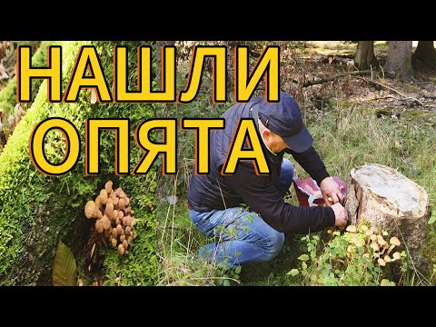 Видео: Нашли опята! Где растут опята — Тихая охота 2025