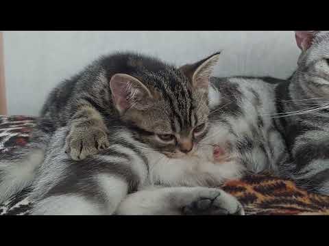 Видео: СМАКОТА🍼🍼🍼