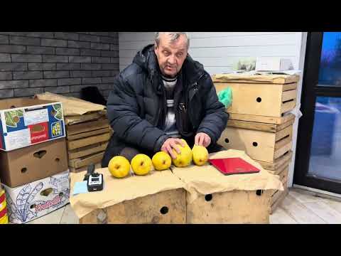 Видео: Содержание сахаров по шкале Brix груш Ноябрьская и Яблунивская