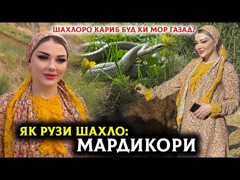 Видео: Шаҳлоро дар барнома Мор газид? Як Рузи Шахло бо Мардикори!