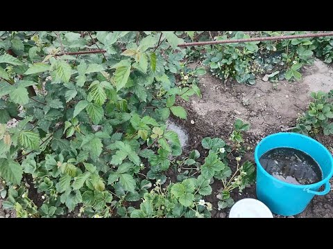 Видео: ОЖИНА -  ПІДЖИВЛЕННЯ. ЯК ДОГЛЯНУТИ ДЛЯ ЩЕДРОГО УРОЖАЮ