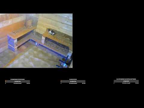 Видео: Приколы с котами прямой эфир 24/7
