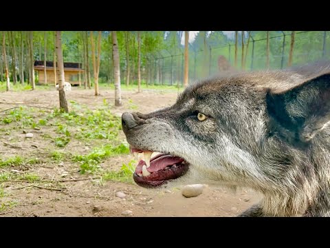 Видео: У волка Акелы сдают нервы на молодёжь. Большие новости в Парке Северных Волков.