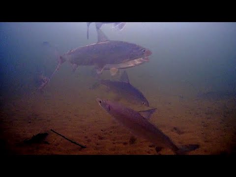 Видео: Рыбалка для души. В поисках сига.