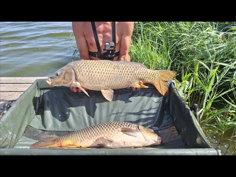 Видео: Коропи і Амури клюють ДУПЛЕТАМИ! Шалена риболовля з ночівлею. Рибалка 2024