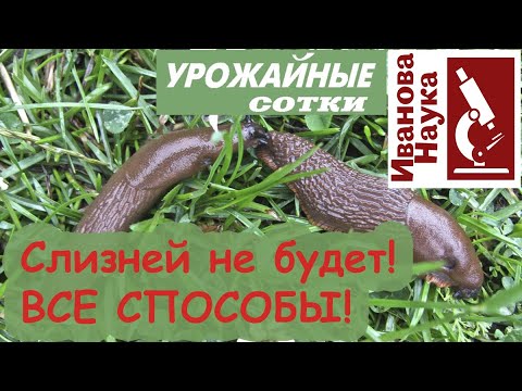 Видео: ИЗБАВИТЬСЯ ОТ СЛИЗНЕЙ БЕЗ ХИМИИ! Все способы борьбы со слизнями в одном видео!