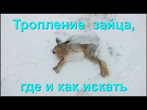 Видео: Как распутать следы зайца-русака.