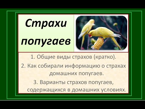 Видео: Страхи попугаев. Чего боятся попугаи. Зоопсихология.
