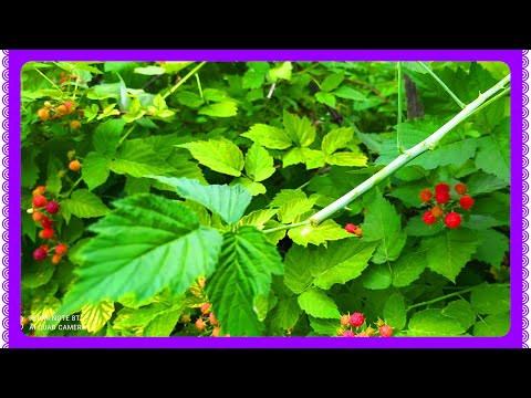 Видео: ОБРЕЖЬТЕ так ЕЖЕМАЛИНУ в июне и она завалит вас ягодами!