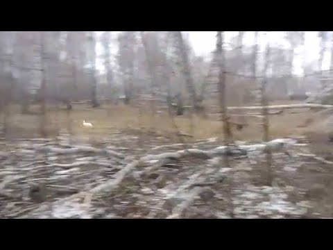 Видео: Охота на зайца с русскими гончими