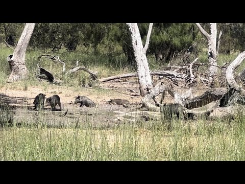Видео: Охота с луком на болотах западного Нового Южного Уэльса.