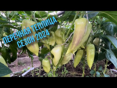 Видео: Обзор сортов сладкого перца . Сезон 2024!