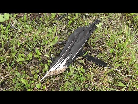 Видео: как теряются домашние птицы