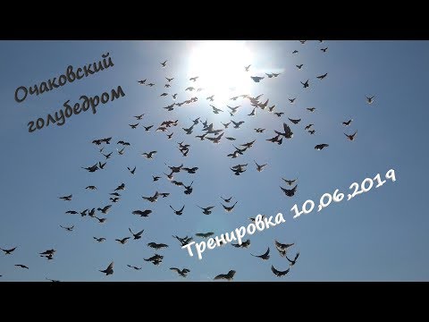 Видео: Очаковский голубедром. Тренировка голубей 10,06,2019