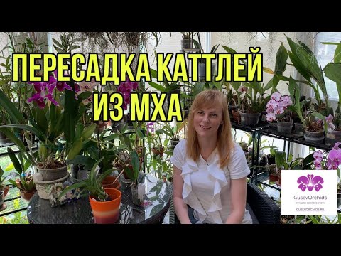 Видео: ПЕРЕСАДКА ОРХИДЕИ Каттлея ИЗ  МХА