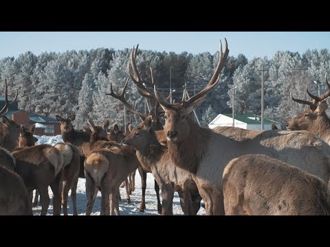 Видео: Благородный олень