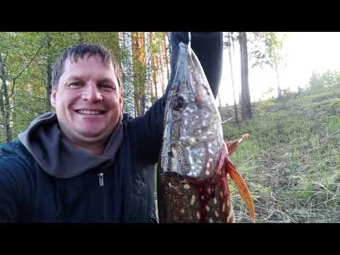 Видео: Озеро Кщара. Первые щуки на жерлицы с берега. Серия 2.