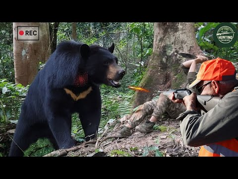 Видео: 🔥😱Беспрецедентно! Огромный чёрный медведь весом более 200 кг напал на ферму — этот жестокий момен...
